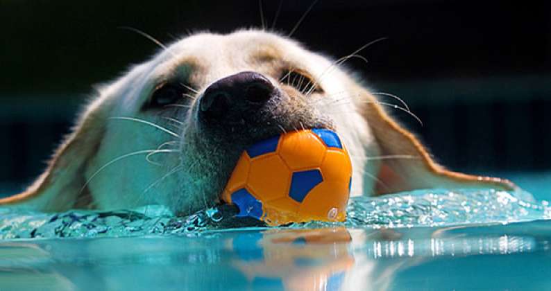 cani e piscina